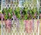 12 Pack 1 Piece 3.6 Feet Artificial Fake Wisteria Vine Ratta Hanging Garland Silk Flowers String Home Party Wedding Decor (Pink)